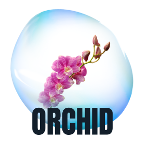Orchid